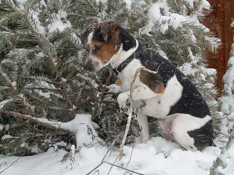 Dansk svensk gaardhund Samson - hmm.. jeg prøver lige... billede 5