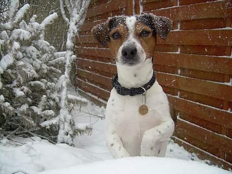 Dansk svensk gaardhund Samson - Jeg vil hellere se hvad det er hun har i hænderene billede 6