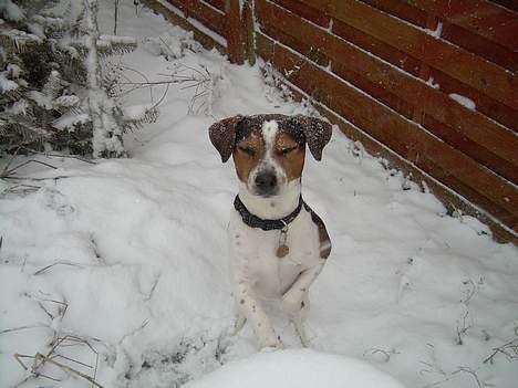 Dansk svensk gaardhund Samson - Hvorfor må jeg ikke se den? billede 7