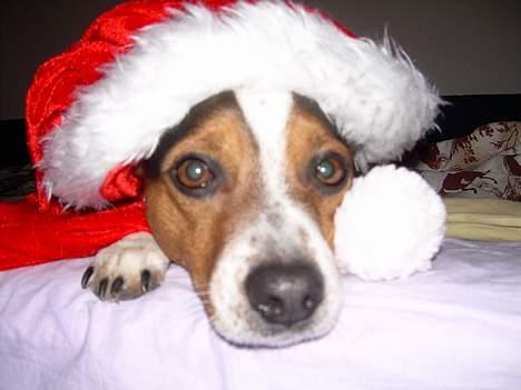 Dansk svensk gaardhund Samson - brr... Det var koldt.. jeg vil gerne ind og have min nissehue på billede 8