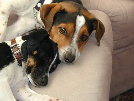 Dansk svensk gaardhund Samson - Jeg passer på dig billede 9