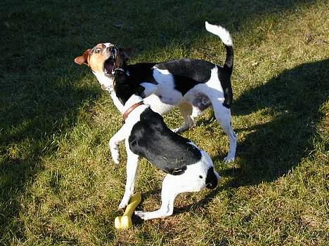 Dansk svensk gaardhund Samson - arrh.. jeg ska´ gi´ dig ska´ jeg.! billede 10