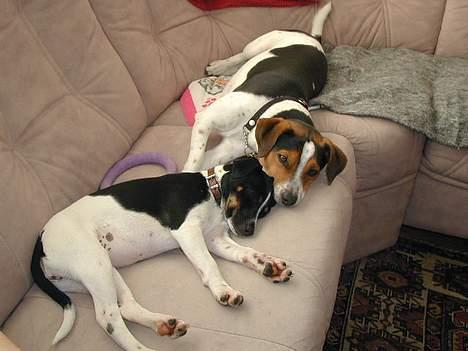 Dansk svensk gaardhund Samson - ZzzZzzZzzZ... billede 11