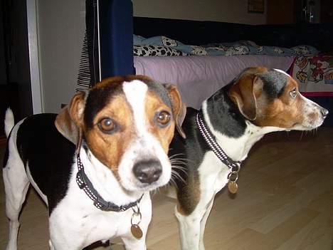 Dansk svensk gaardhund Samson - Hvorfor er der 2 af mig.. er jeg ikke smuk nok endnu? billede 12