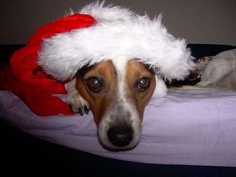 Dansk svensk gaardhund Samson - Hæng lige med hovedet lidt mere billede 13