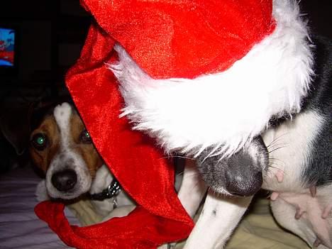 Dansk svensk gaardhund Samson - Lad vær med at gå ind foran mig Sasha!!! billede 14