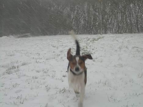 Dansk svensk gaardhund Samson - Her kommer jeg billede 15