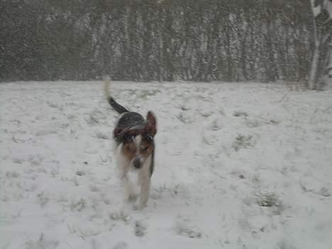 Dansk svensk gaardhund Samson - Wieeeeee!!!!!!!!!!!!! billede 16