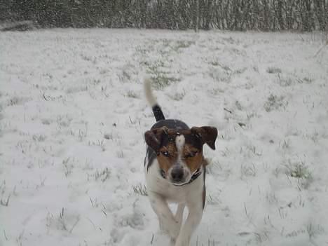 Dansk svensk gaardhund Samson - Du ´ for langsom!!!!!! billede 17