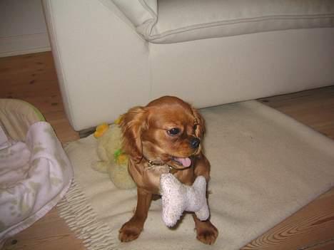 Cavalier king charles spaniel Lotus billede 5