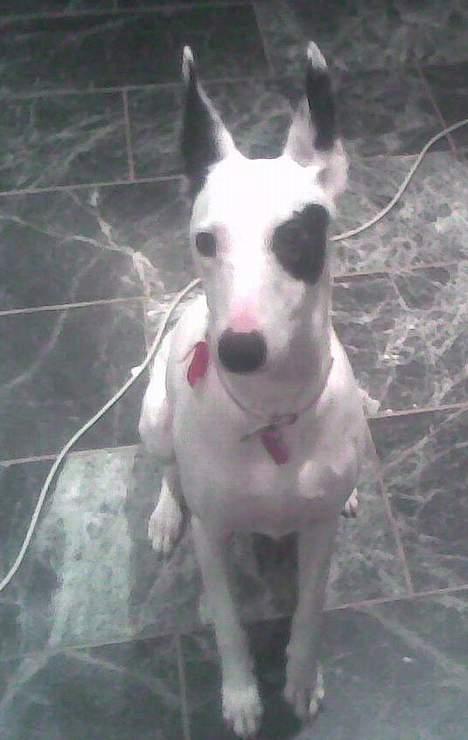 Blanding af racer Telly Boo - Telly <3 billede 1