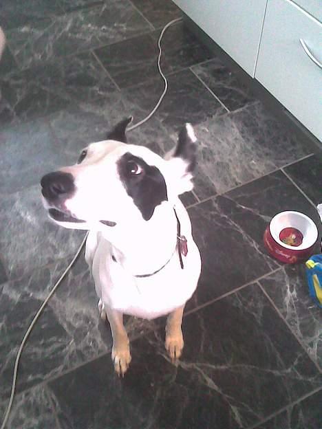 Blanding af racer Telly Boo - Telly, fjoller :p billede 2