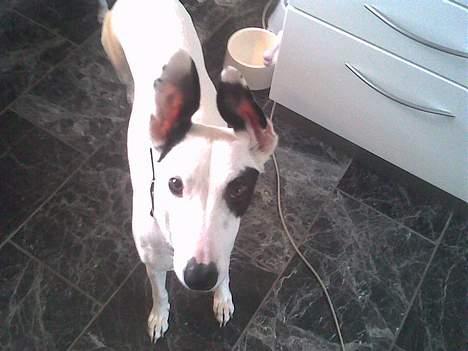 Blanding af racer Telly Boo - Hundeøjne <3 billede 3