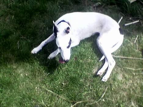 Blanding af racer Telly Boo - Telly tager en lur i skoven. billede 4