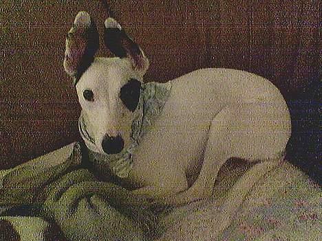 Blanding af racer Telly Boo - Smukke pige :) billede 5