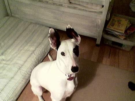 Blanding af racer Telly Boo - Elsker det her billede <3 billede 6