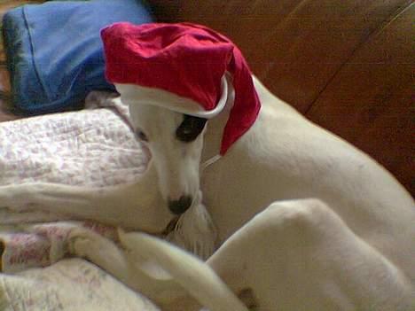 Blanding af racer Telly Boo - Op til jul :)  billede 7