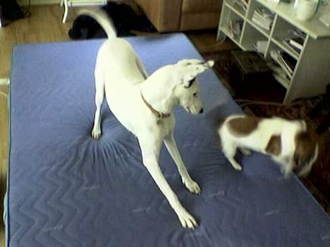 Blanding af racer Telly Boo - Telly leger :D billede 8