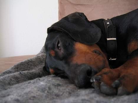 Gravhund Terkel  - Terkel sover sødt efter kasteration billede 7