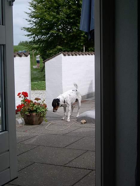 Dansk svensk gaardhund Thor - Hvad er du for en mærkelig ting?? billede 10