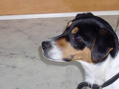 Dansk svensk gaardhund Thor - Får jeg ikke snart noget mad? billede 11