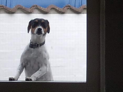 Dansk svensk gaardhund Thor - Kommer du ikke og åbner   jeg hunde fryser faktisk  billede 12