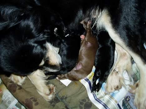 Blanding af racer Fie *Aflivet uge 14 2010* - Fie med de 3 på rad og række <3 billede 14