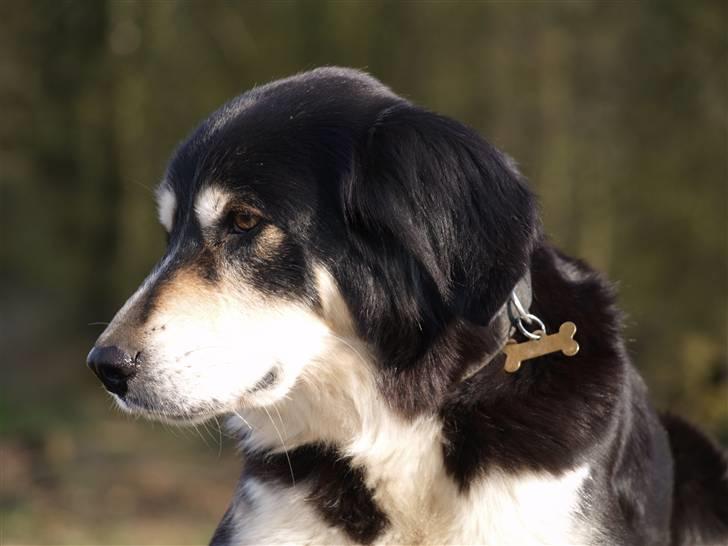 Blanding af racer Fie *Aflivet uge 14 2010* - 16-4-08 billede 15