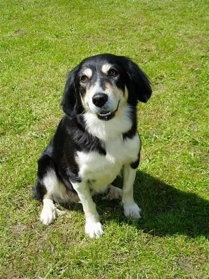 Blanding af racer Fie *Aflivet uge 14 2010* billede 16