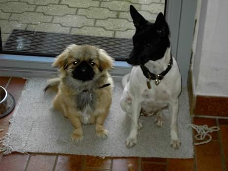 Pekingeser Kira - Kira og hendes bedste ven Freja billede 16