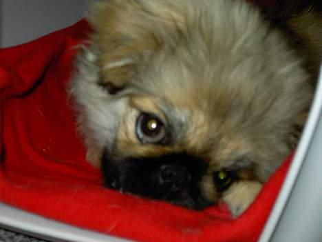Pekingeser Kira billede 17