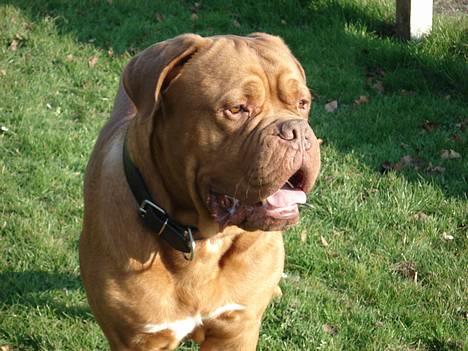 Dogue de bordeaux Algojo's Bonus R.I.P. billede 3