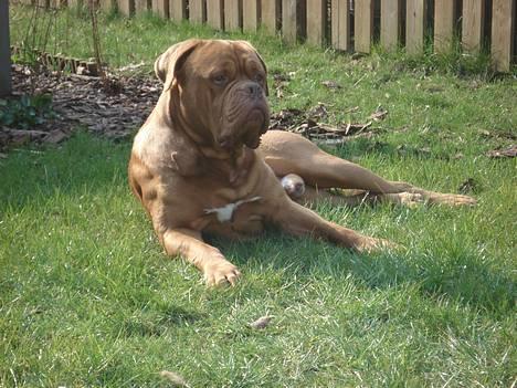 Dogue de bordeaux Algojo's Bonus R.I.P. billede 4