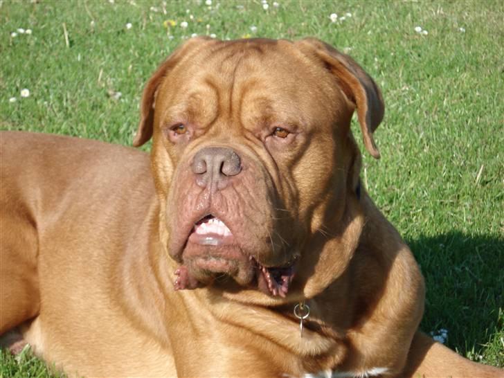 Dogue de bordeaux Algojo's Bonus R.I.P. billede 6