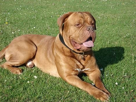Dogue de bordeaux Algojo's Bonus R.I.P. billede 10