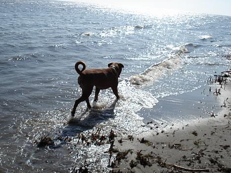 Dogue de bordeaux Algojo's Bonus R.I.P. billede 12