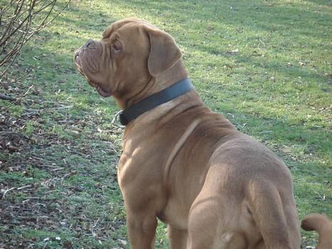 Dogue de bordeaux Algojo's Bonus R.I.P. - Mors dreng. billede 14