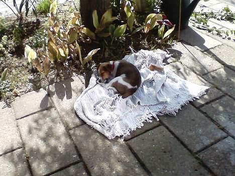 Blanding af racer Sonja - Mor til én - Prinsessen lader op i skyggen.. For at være klar til flere oplevelser :D *Sonja 8 uger gammel* billede 2