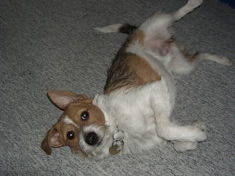 Blanding af racer Sonja - Mor til én - Når Sonja fjoller rundt, ruller hun for det meste rundt og kan ikke rigtigt genfinde balancen.. tihi, skøre kugle billede 4