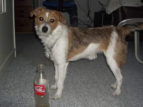 Blanding af racer Sonja - Mor til én - Bare for at sige det, så er Sonja VILD med flasker der larmer . . . billede 9