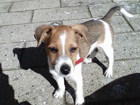 Blanding af racer Sonja - Mor til én billede 12