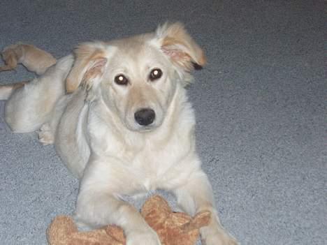 Blanding af racer Zelma - Her er jeg med min yndligs bamse billede 1