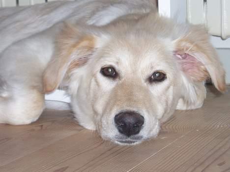 Blanding af racer Zelma - Dejligt med en lille lur efter dagens strabadser billede 2