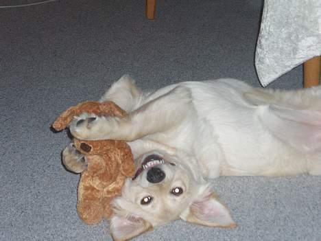 Blanding af racer Zelma - Jeg er meget fotogen!! billede 3