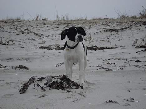 Blanding af racer Molly - Min første tur til stranden billede 15