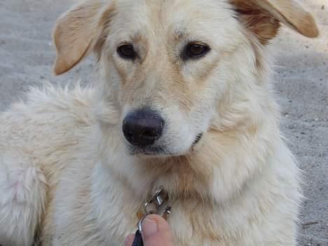 Blanding af racer Zelma - En tur til stranden! billede 4