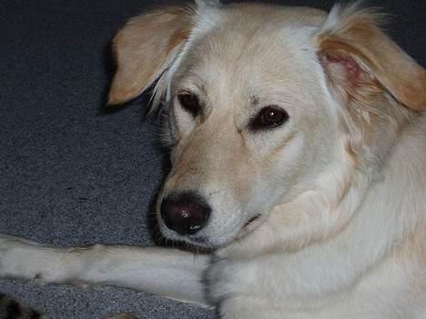 Blanding af racer Zelma - Er jeg ikke dejlig? billede 5