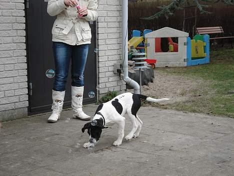 Blanding af racer Molly - mm sæbebobler billede 16