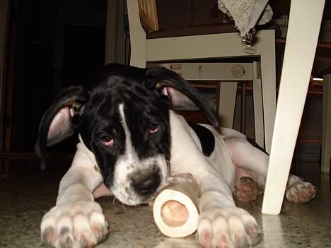 Blanding af racer Molly - mm smag af frisk frost... hehe med leverpostej.. billede 17