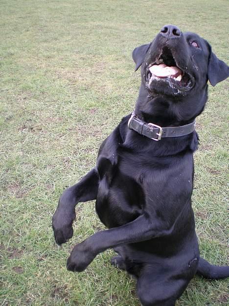 Blanding af racer Bobby   Rott/lab.  billede 7